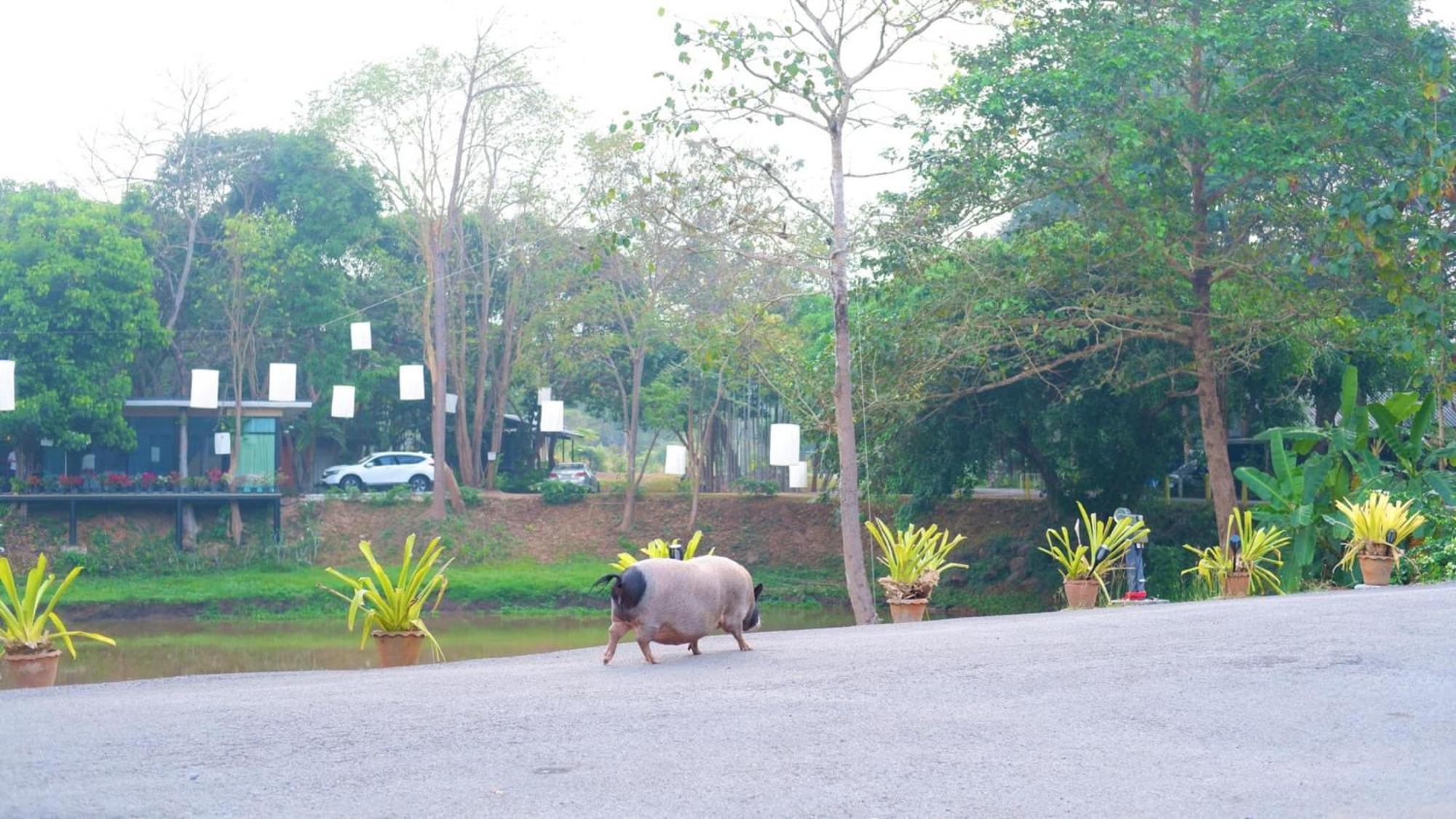 Naturalpark Resort De Wangthong Ban Nong Nok Aen Exterior photo